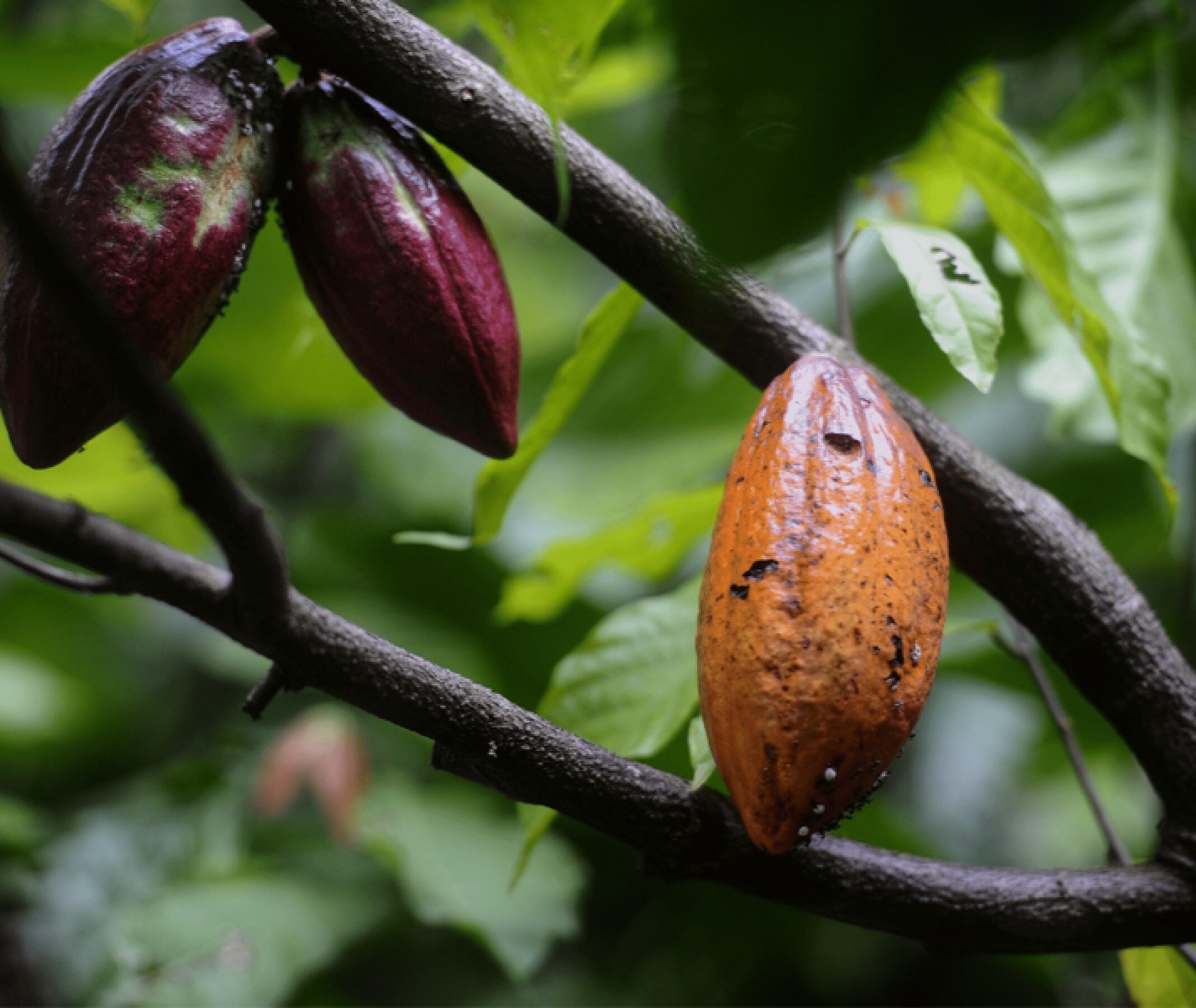 Cacao beans on a branch.