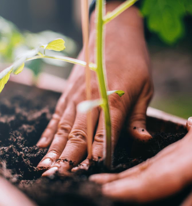 Hands patting down soil around a plant.