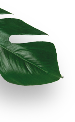 Partial close-up of a dark green leaf.