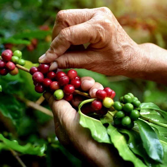 Hands picking coffee beans from a tree.