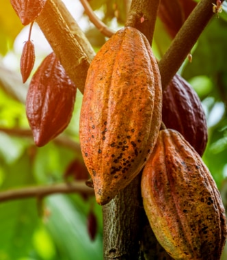 Close-up of a cacao tree.