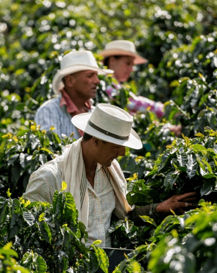 Group of coffee farmers harvesting beans.