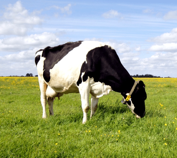 Cow eating grass in a field.