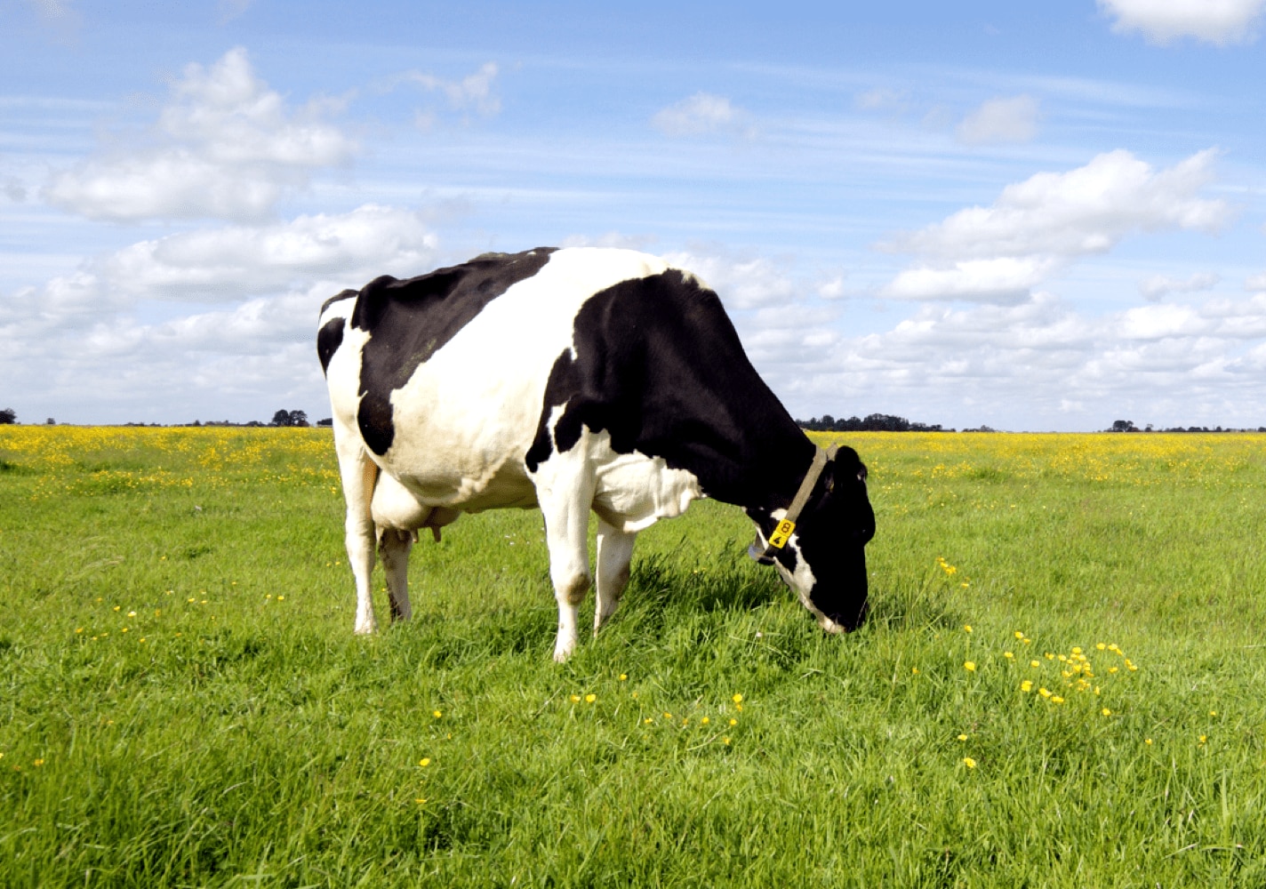 Cow eating grass in a field.